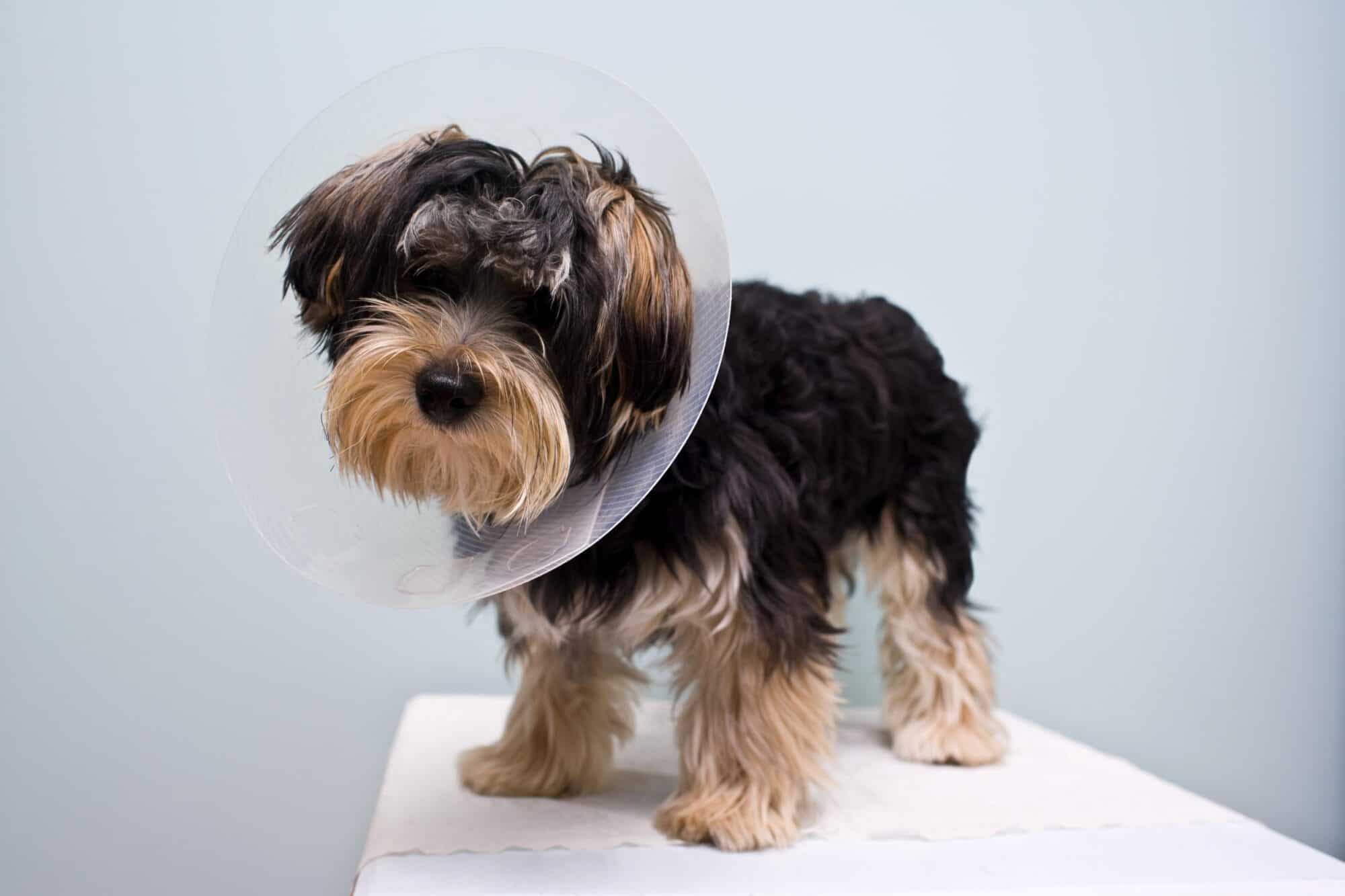 What Pet Owners Should Know About Spay or Neuter Surgery