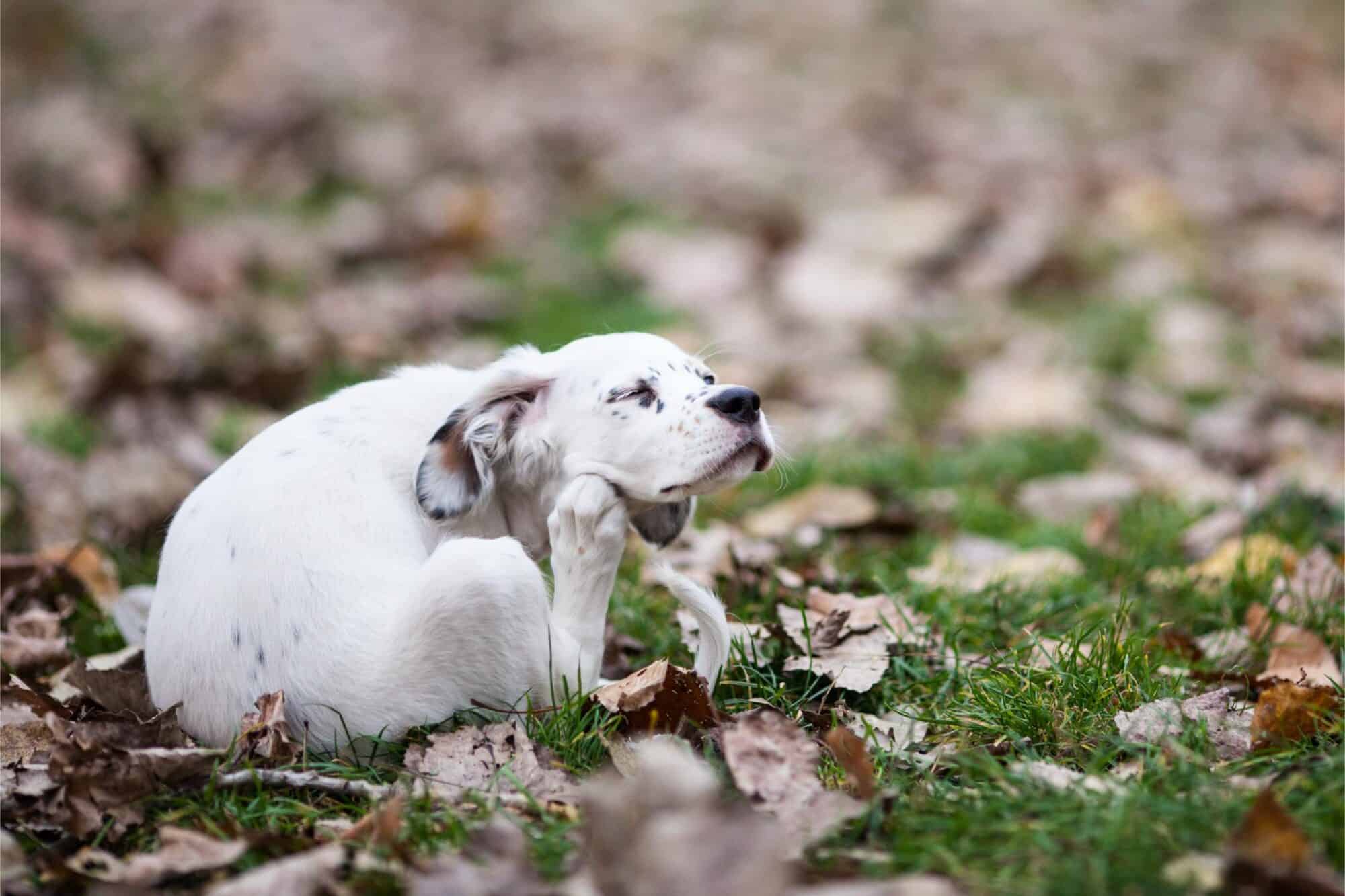 Seasonal and Year-Round Allergies in Dogs and Cats