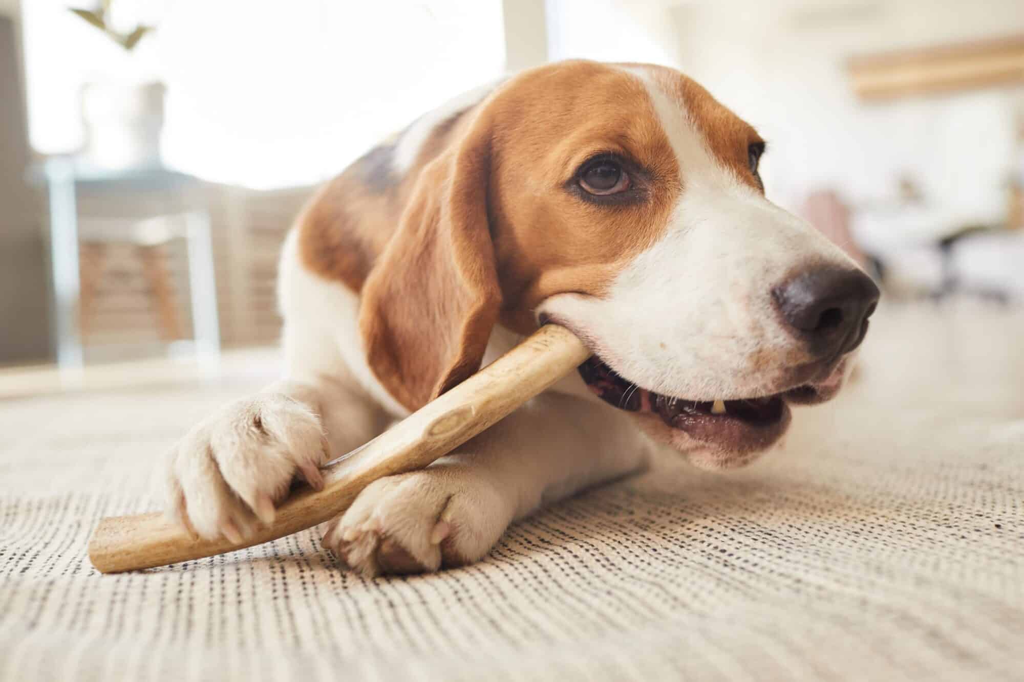 Dental chew bones for dogs best sale