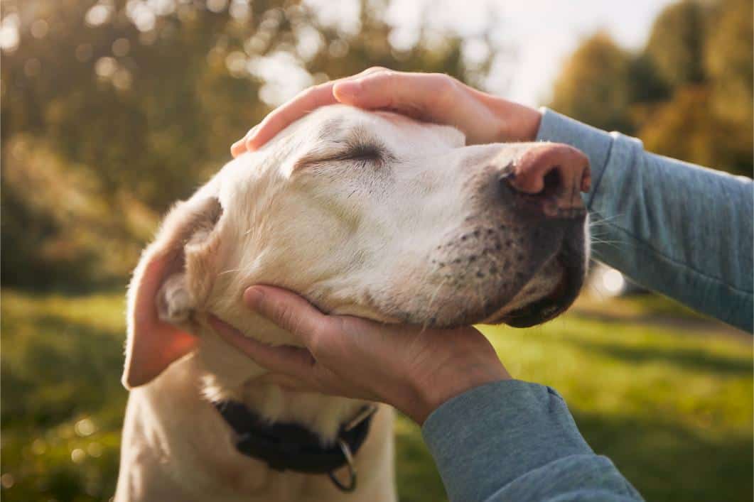 Age is Only a Number: Keeping Old Pets Healthy