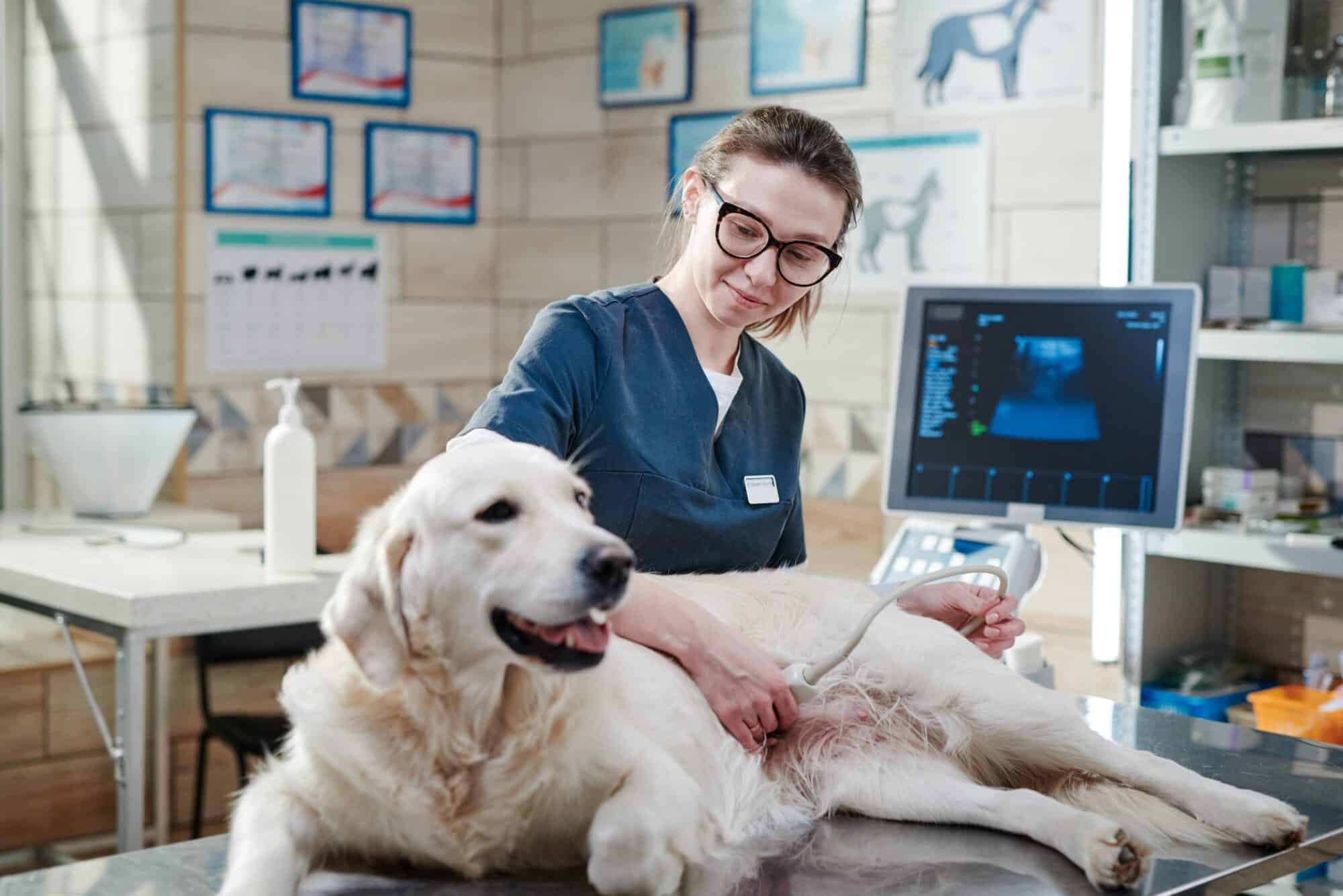 All About Veterinary Ultrasounds