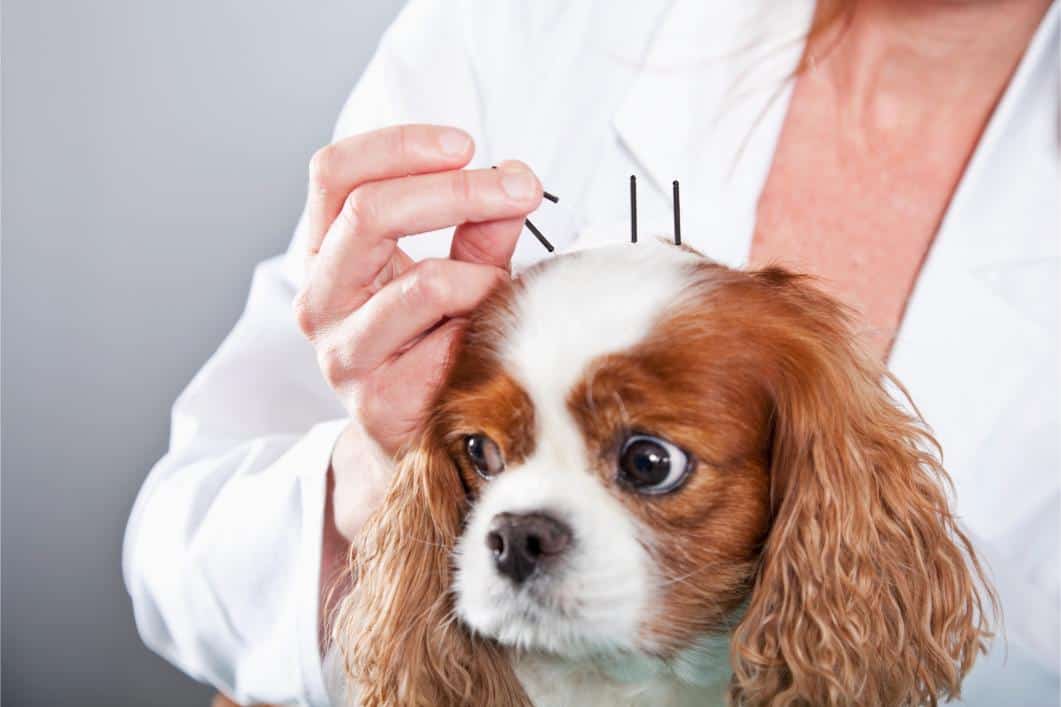 Five Things to Know About Veterinary Acupuncture