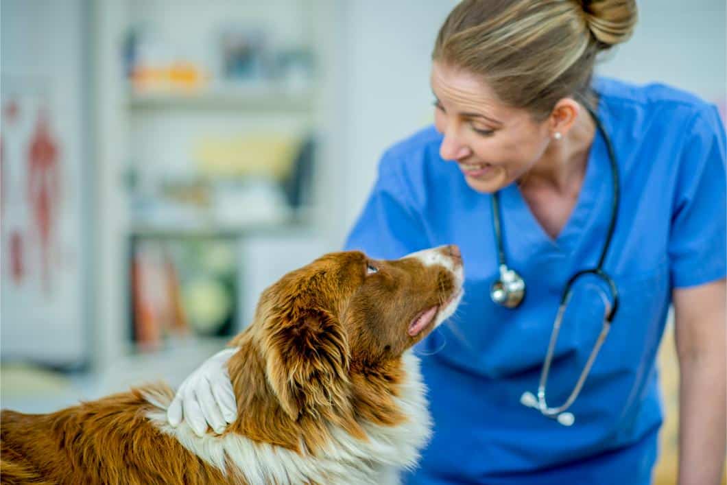 Common Soft Tissue Surgeries in Pets