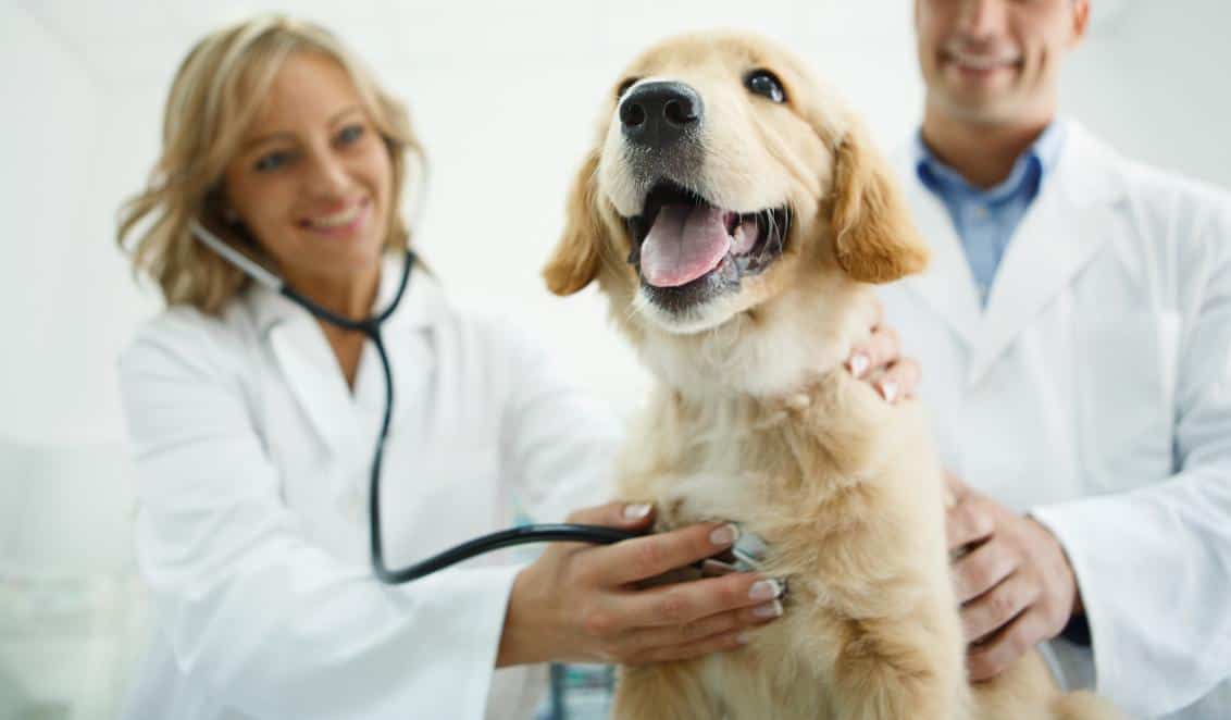 Understanding Advanced Diagnostic Techniques: How They Help Your Pets