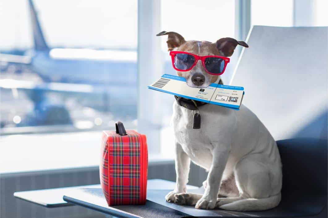 Flying with Pets During the Holidays: What You Need to Know