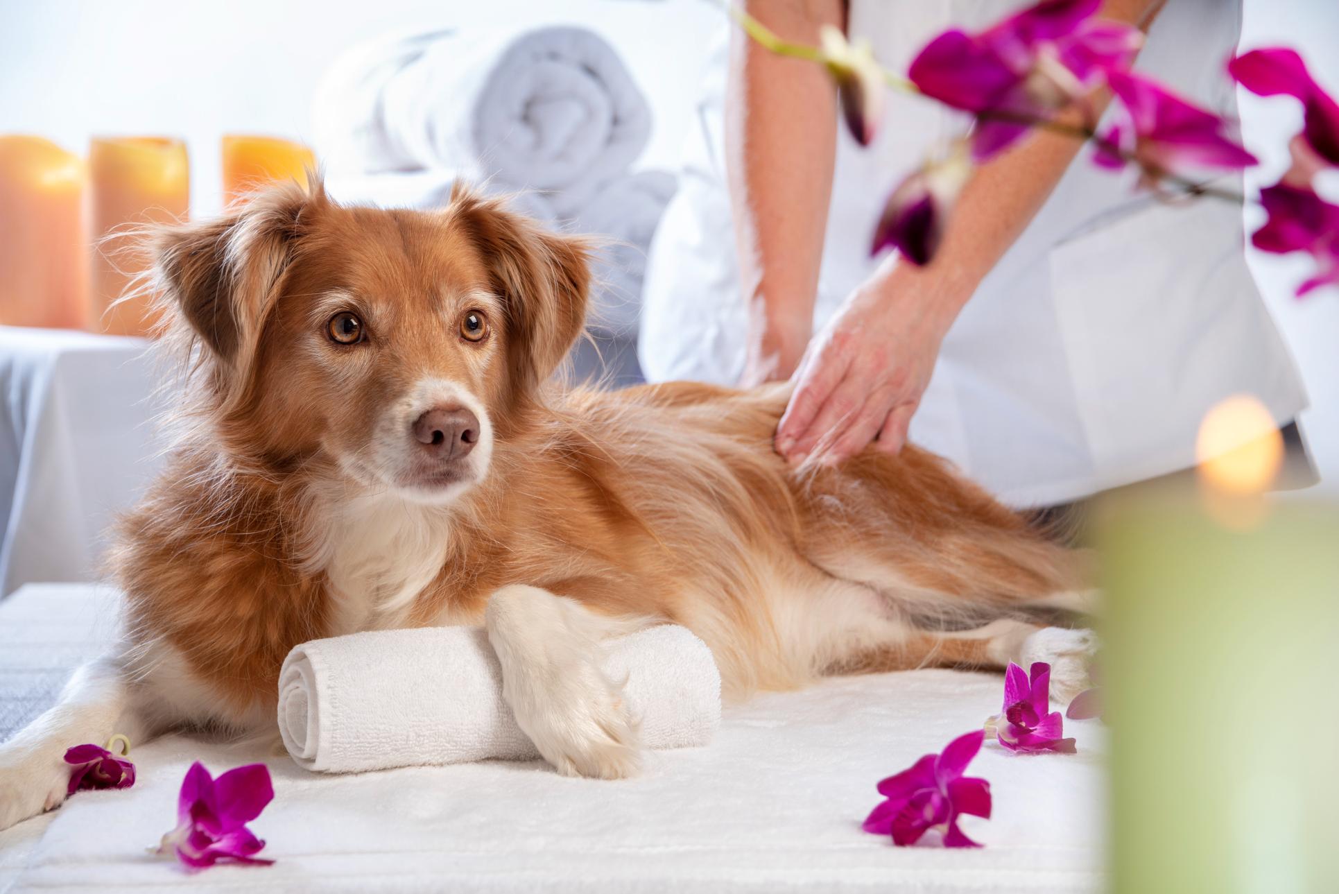 Pet Wellness Care For Every Stage of Life