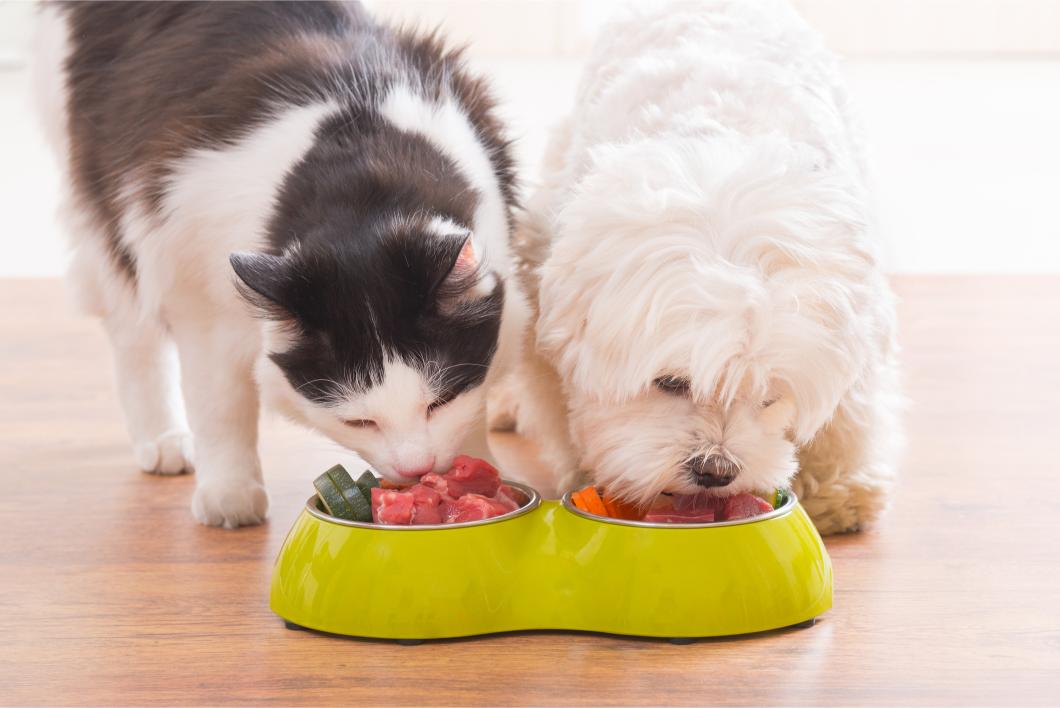 Therapeutic Diets: When Regular Pet Food Isn’t Enough