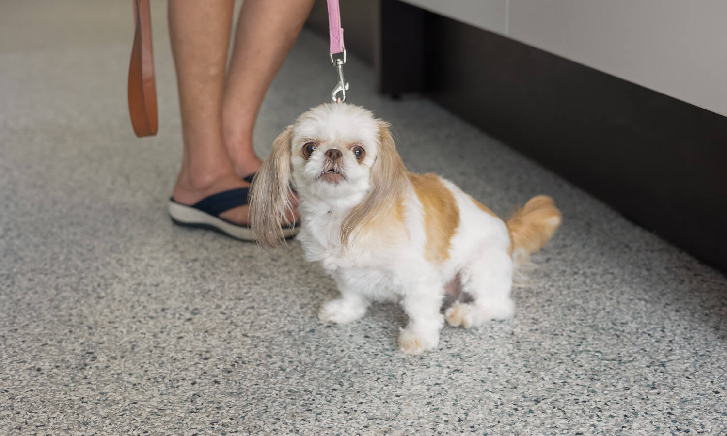 A woman with a white dog