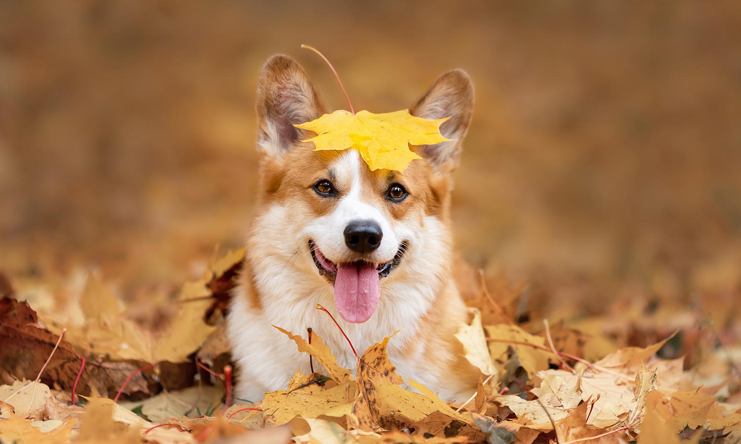 A corgie among fallen leaves