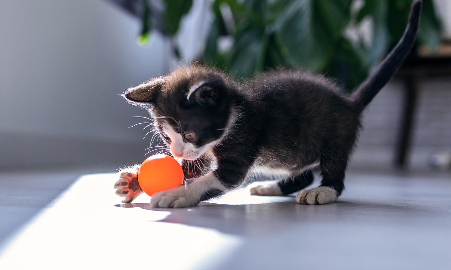 A kitten playing with a ball