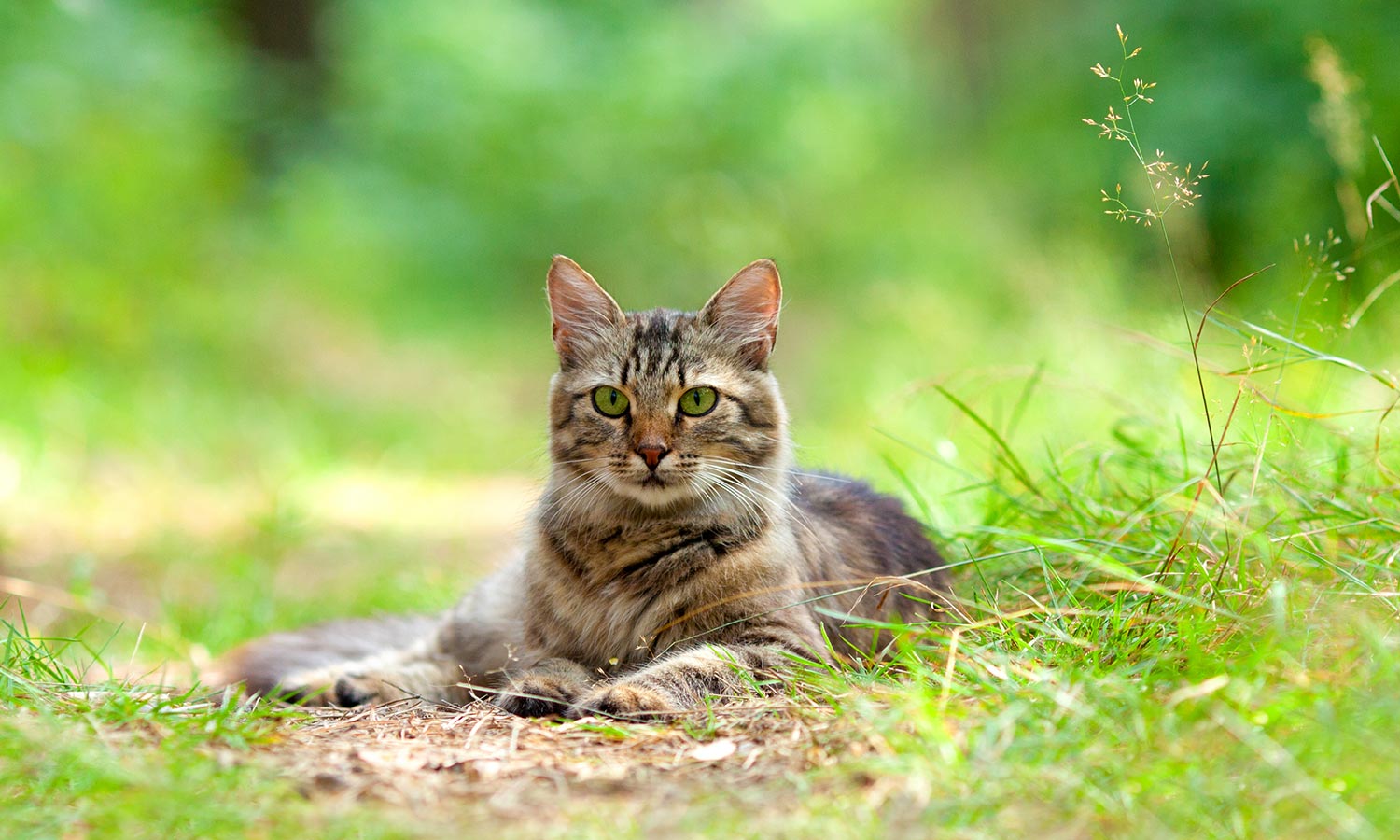 A cat laying in grass